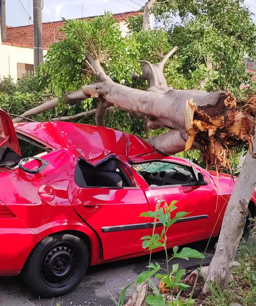 Carro atingido por árvore no Parque Aeroporto