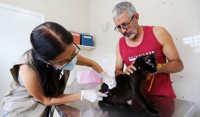 Veterinária aplica vacina em gato segurado pelo tutor. Vacinação antirrábica para cães e gatos acontece neste final de semana em Jacareí