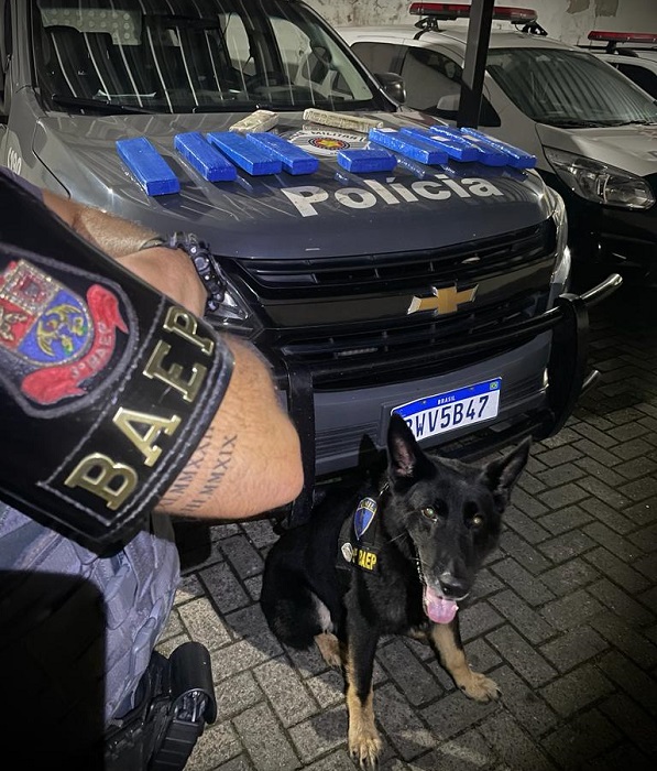 Cão farejador da PM que localizou drogas em Lorena