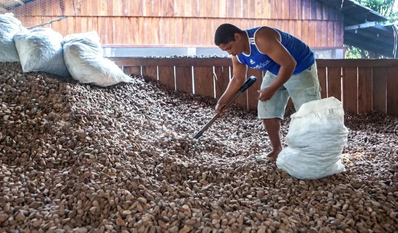 Embrapa: castanha impulsiona desenvolvimento na Amazônia