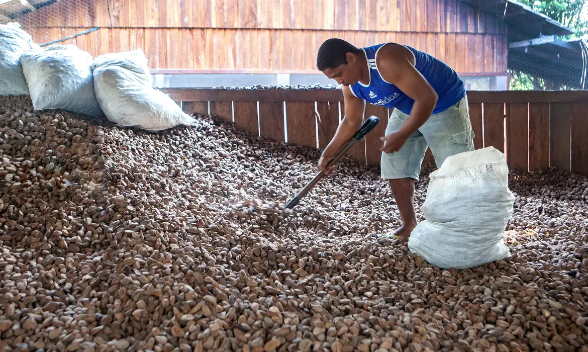 Embrapa: castanha impulsiona desenvolvimento na Amazônia