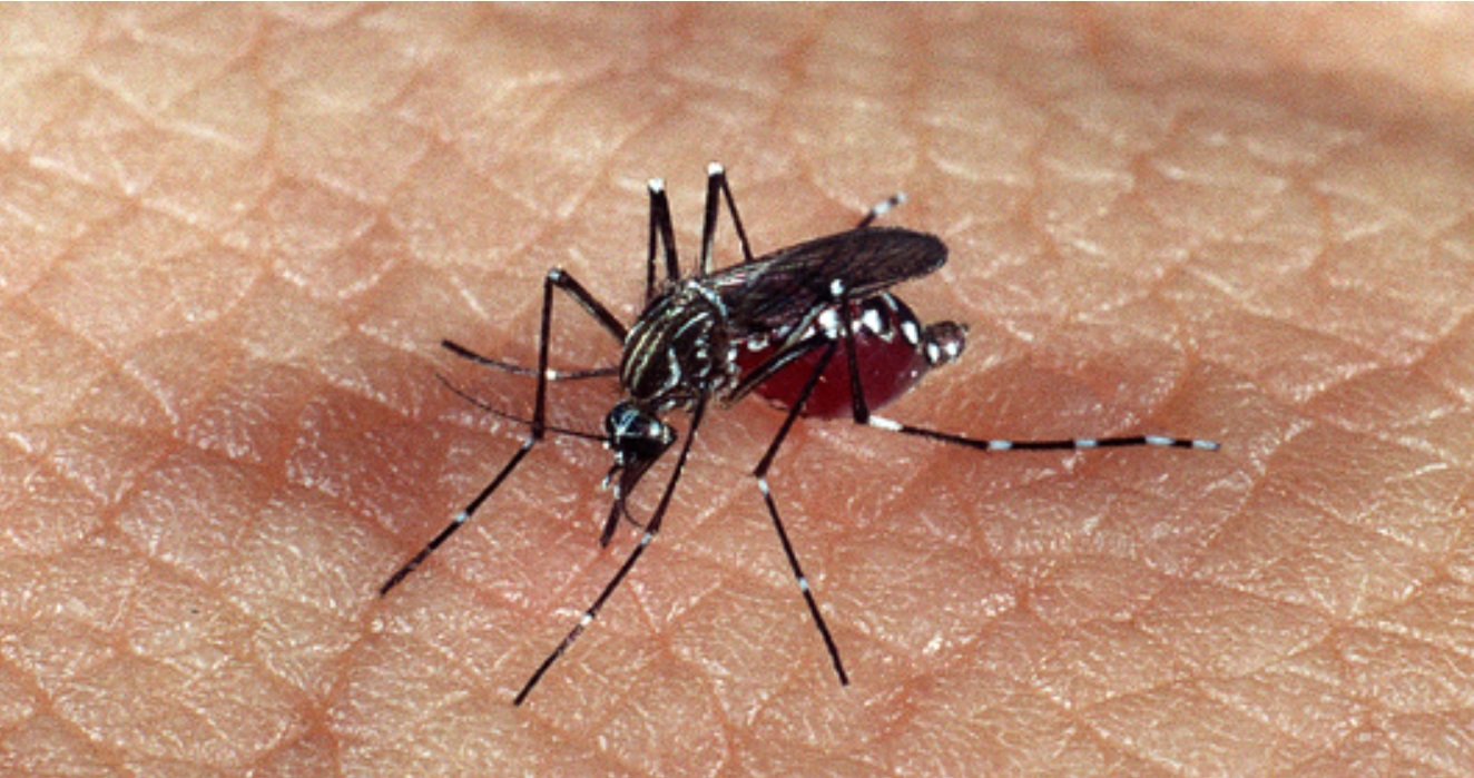 Região registra 105 mortes por dengue