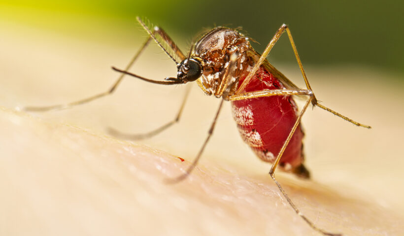 Roseira registra primeira morte por dengue