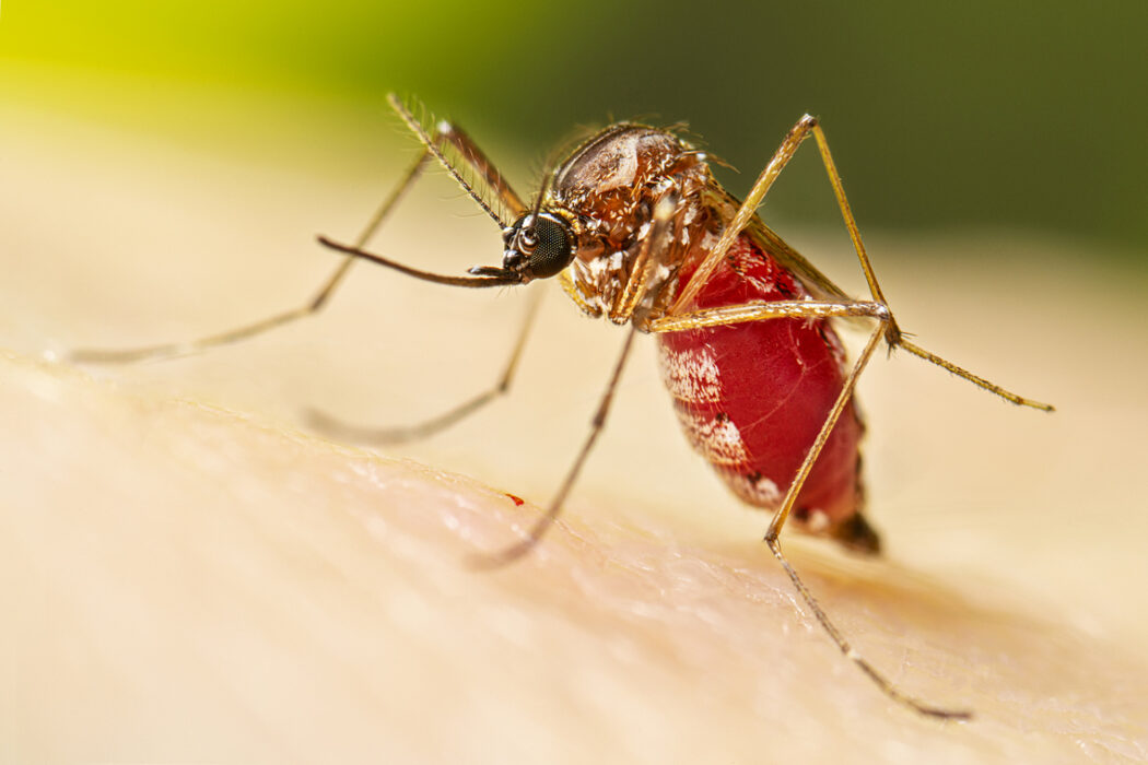 Vale do Paraíba e Litoral Norte chega a 47 mortes por dengue