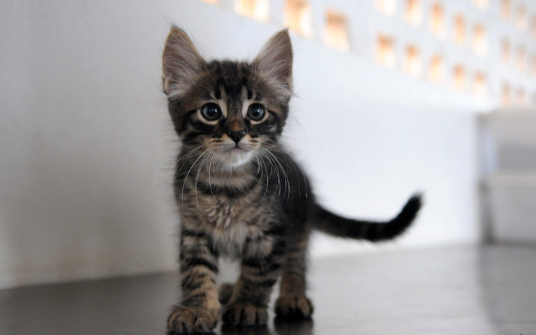 São Sebastião terá Feira de Adoção de Gatos nesta sexta. Fonte: Agência Brasília