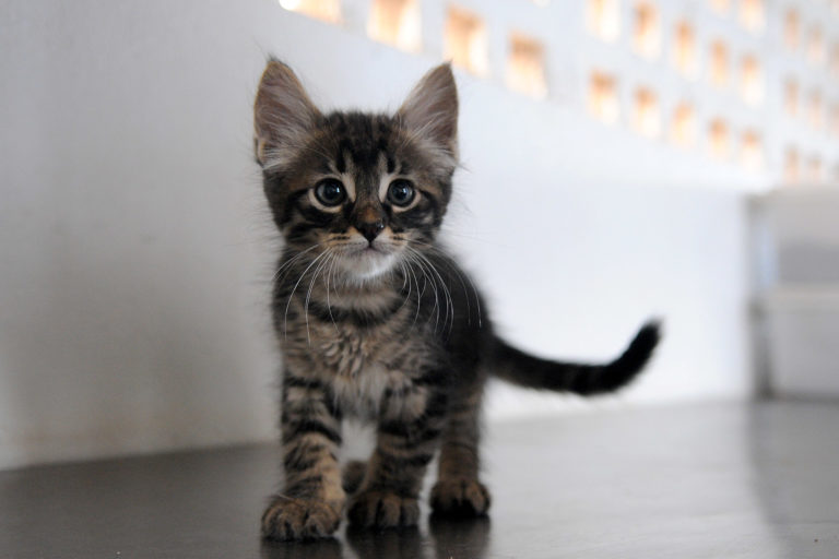 São Sebastião terá Feira de Adoção de Gatos nesta sexta. Fonte: Agência Brasília
