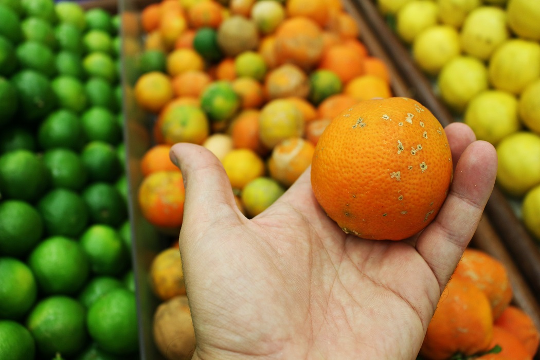 laranja estragada.