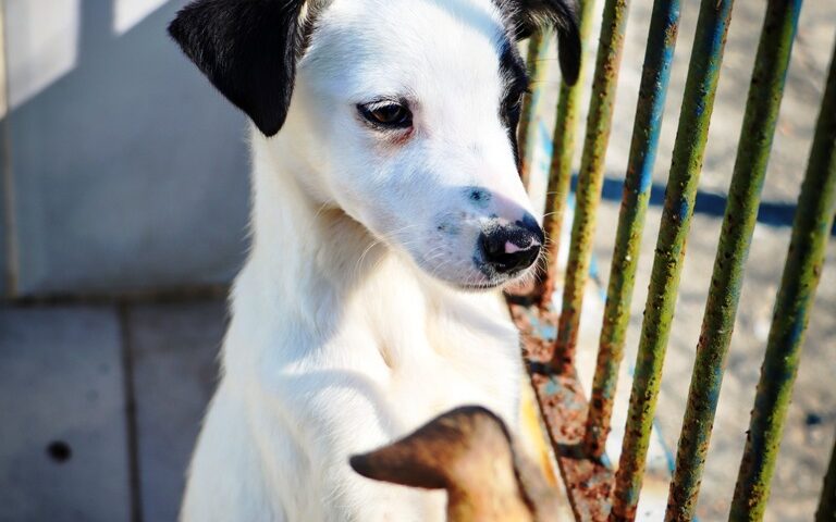 Caraguatatuba promove primeira Feira de Adoção de Cães e Gatos. Fonte: PMC
