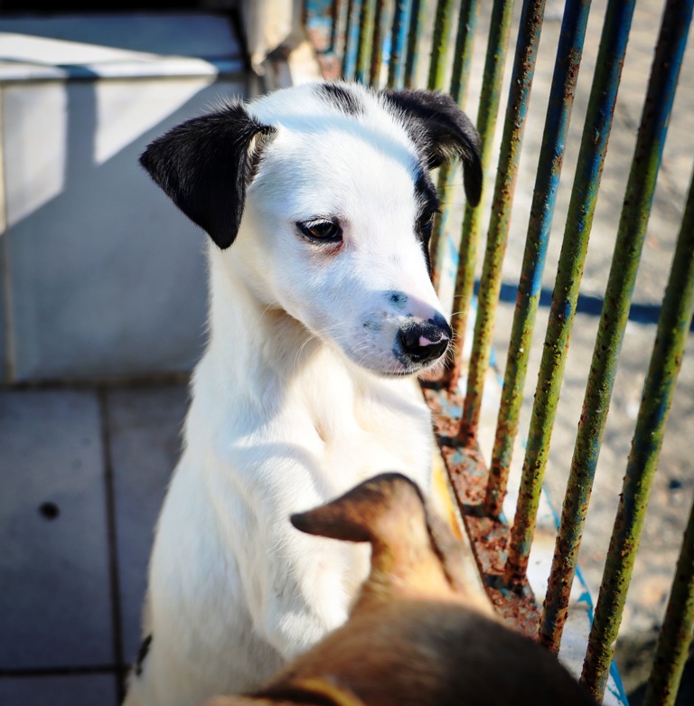 Caraguatatuba promove primeira Feira de Adoção de Cães e Gatos. Fonte: PMC