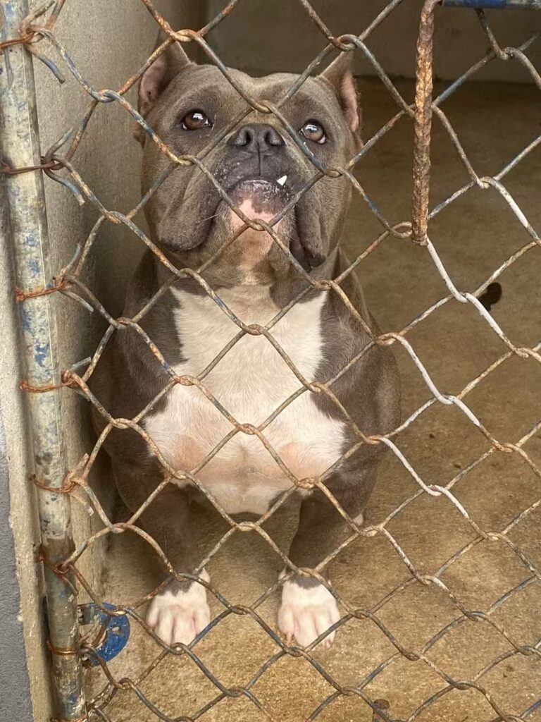 Homem é multado em Taubaté por maus-tratos a animais. Fonte: Polícia Militar Ambiental