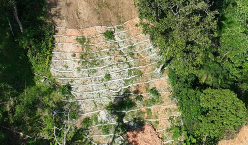 Governo de SP conclui recuperação florestal em São Sebastião