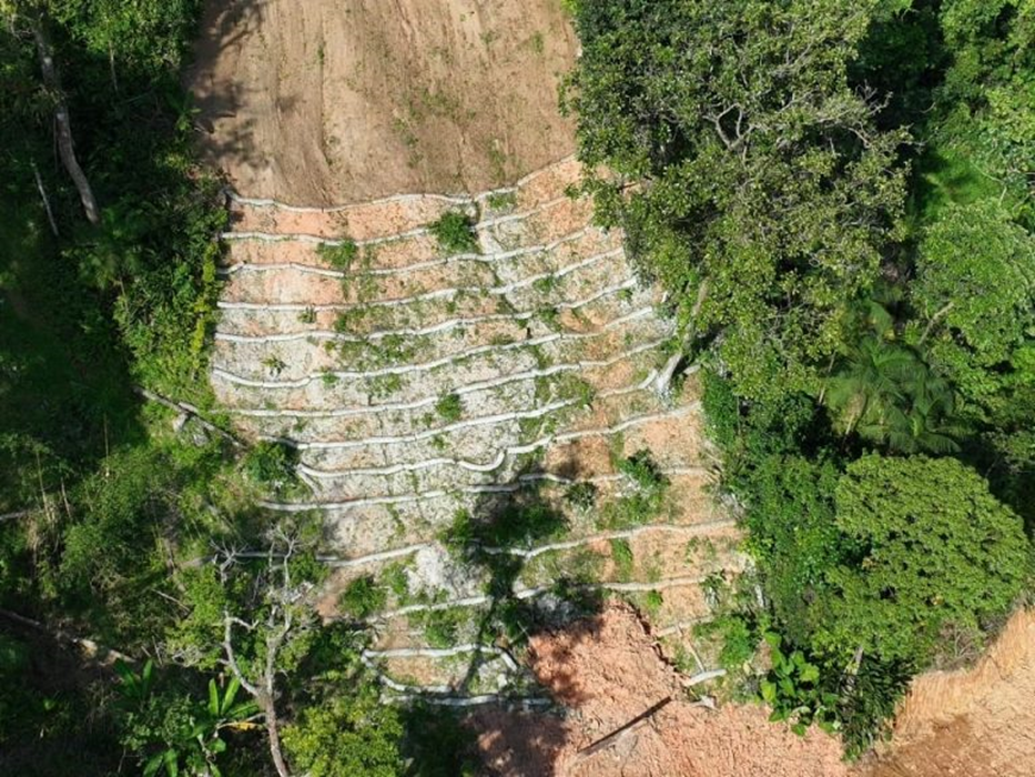 Governo de SP conclui recuperação florestal em São Sebastião