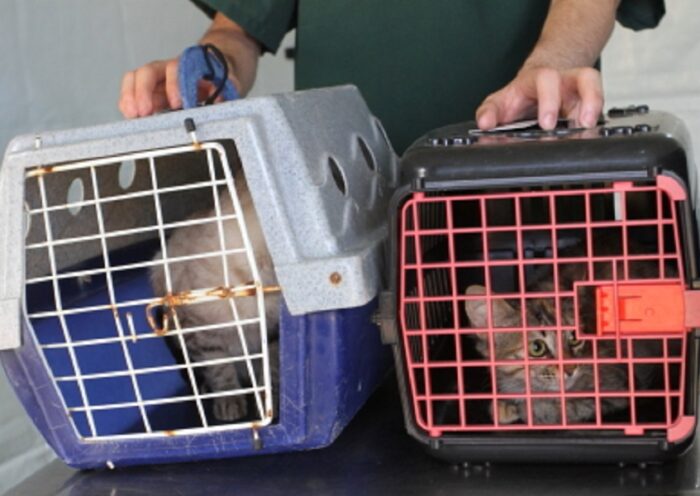 Mutirões de Castração animal em Jacareí serão retomados. Foto: PMJ