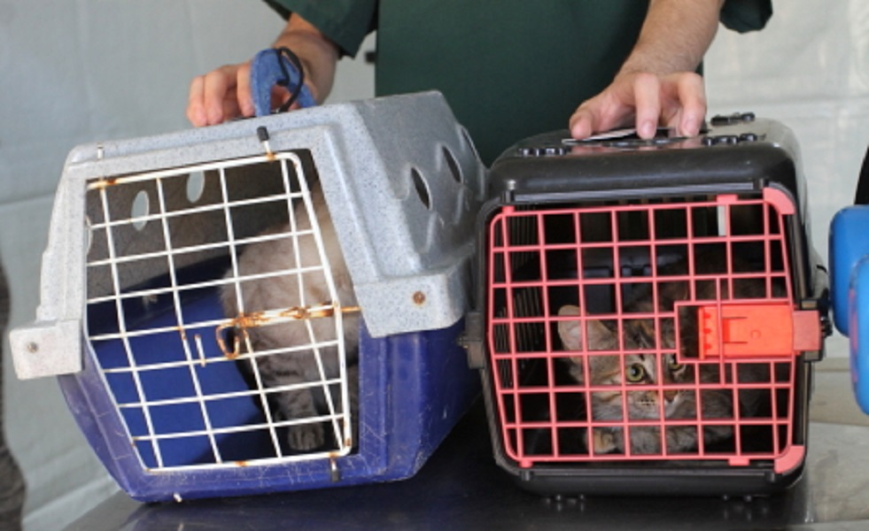 Mutirões de Castração animal em Jacareí serão retomados. Foto: PMJ