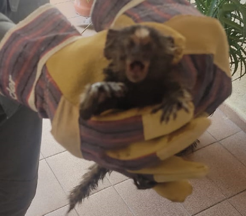 Mico-sagui é resgatado dentro de uma casa em Taubaté