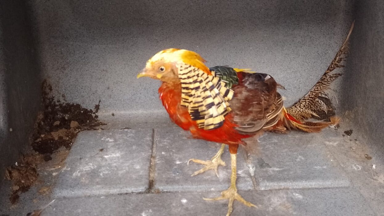 Aves nativas e exóticas são resgatadas de cativeiro em Taubaté