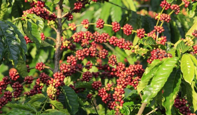 Restauração florestal em cafezais é viável economicamente