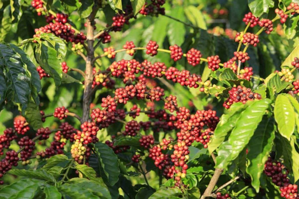 Restauração florestal em cafezais é viável economicamente