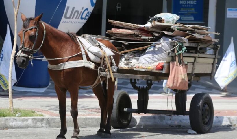 cavalo em carroça. Taubaté proíbe veículos de tração animal a partir deste sábado (17)