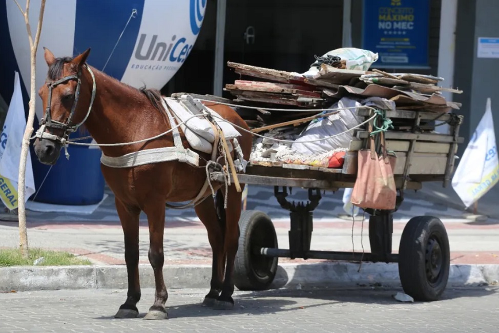 cavalo em carroça. Taubaté proíbe veículos de tração animail a partir deste sábado (17)