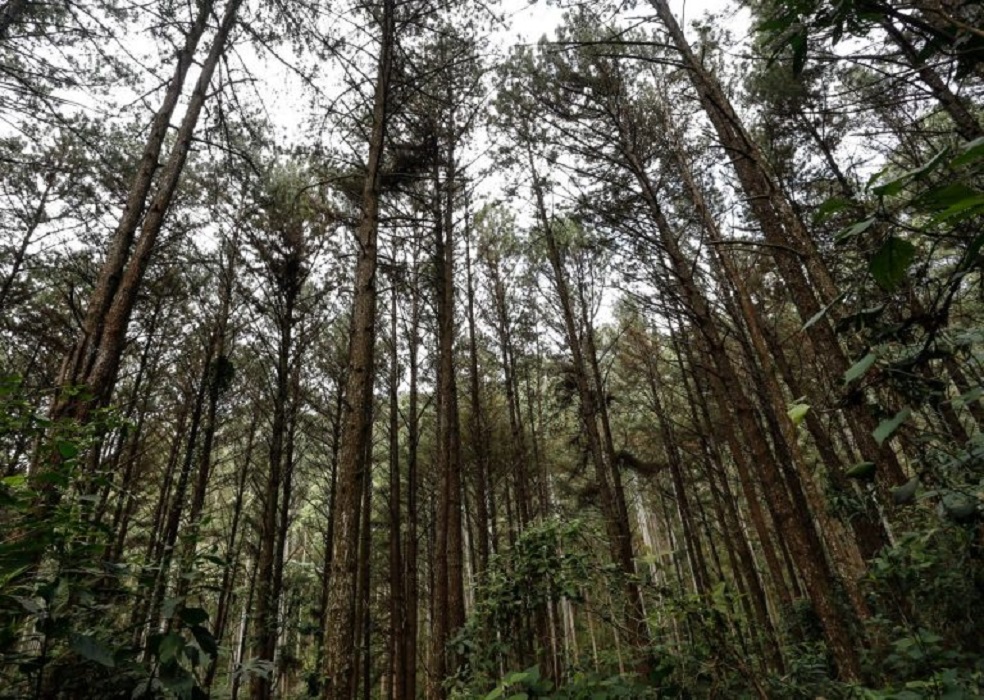 SP registra o menor número de desmatamento na Mata Atlântica e no Cerrado em cinco anos