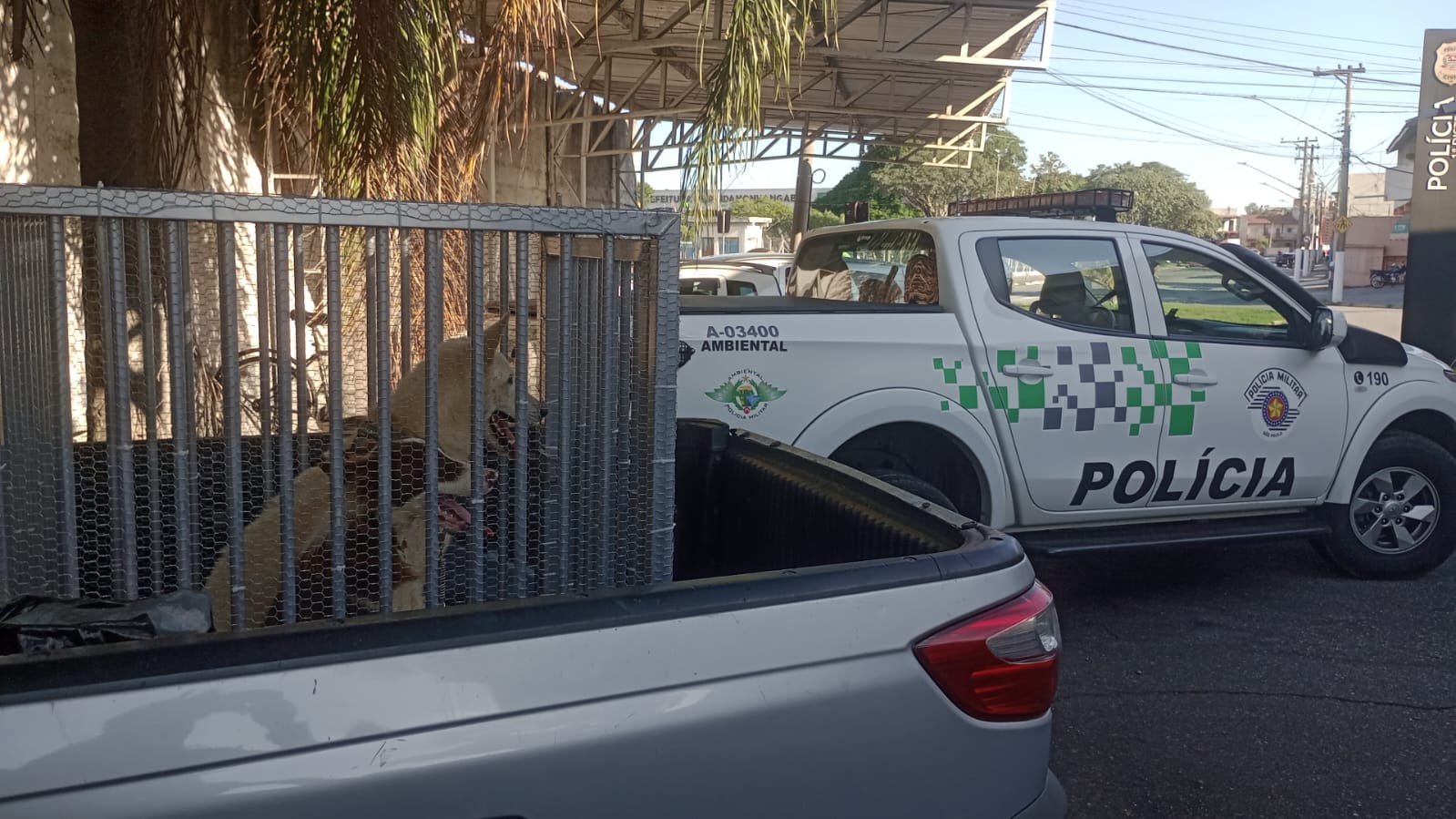 Seis cães são resgatados em situação de maus-tratos em Pinda