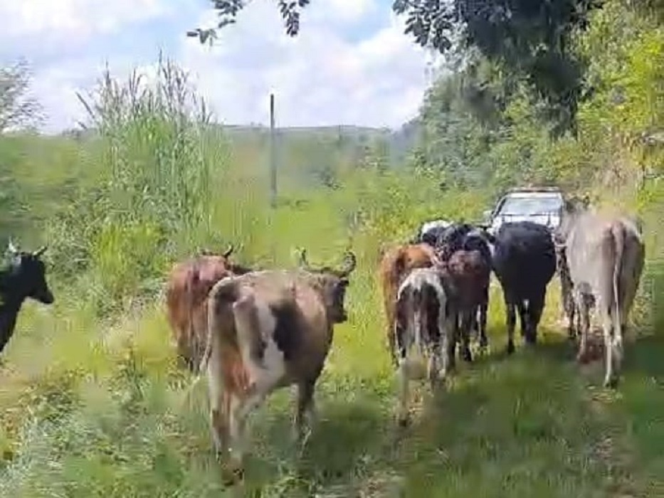 Dupla é presa por furtar gado em Jacareí