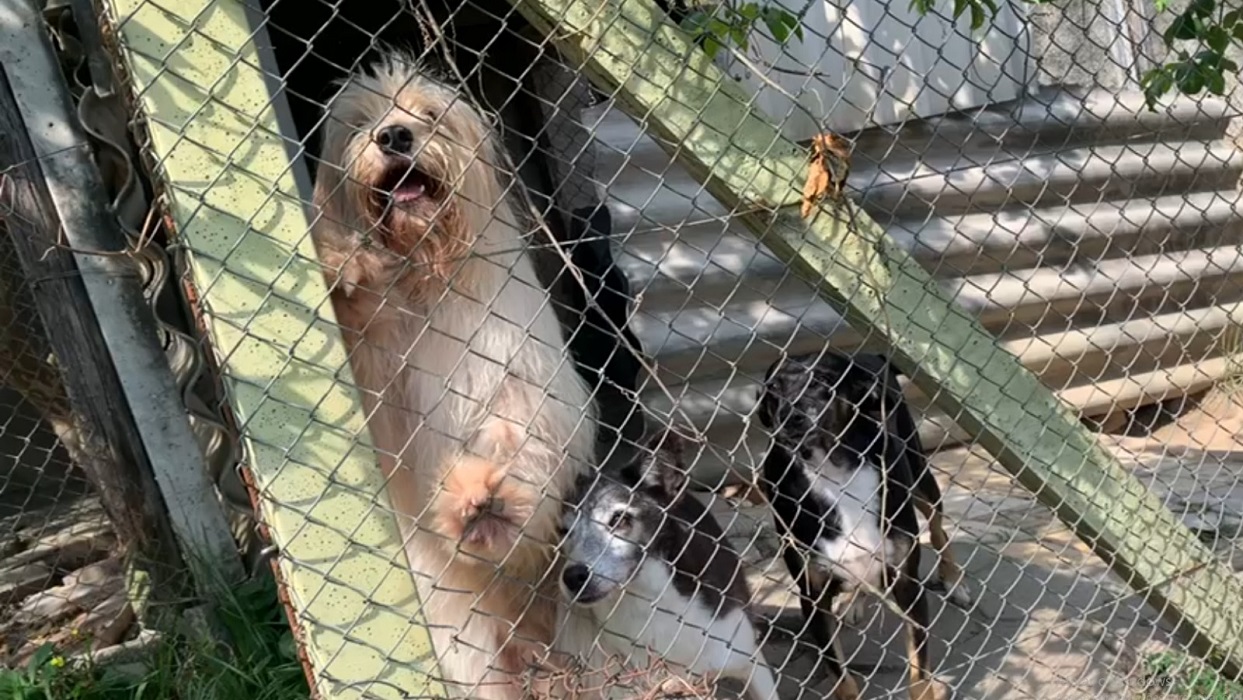 Moradora falece e deixa 60 cães para adoção em Jacareí