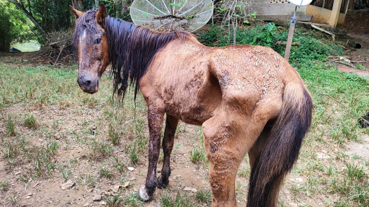 Mulher é multada por alimentar cavalo com bananas e refrigerante em São José dos Campos