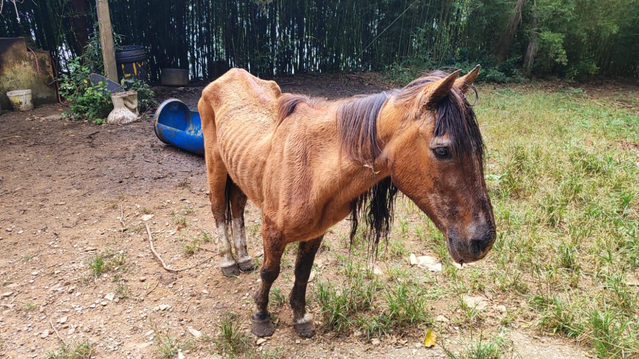 Mulher é multada por alimentar cavalo com bananas e refrigerante em São José dos Campos