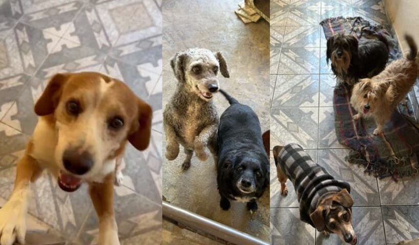 Amigos comemoram doação de pets em Jacareí