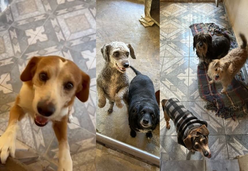 Amigos comemoram doação de pets em Jacareí