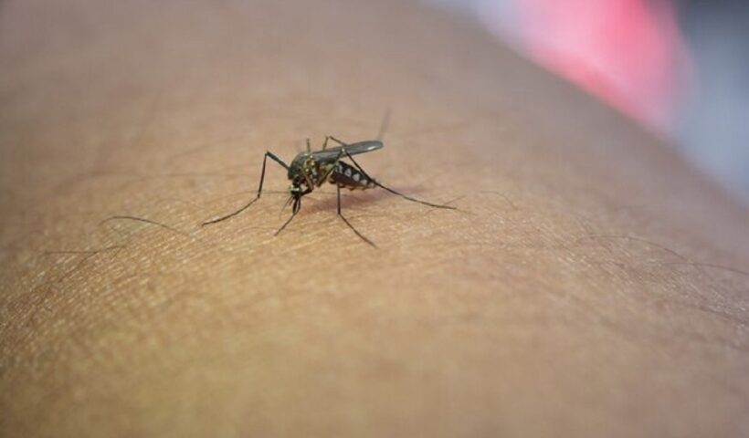Mosquito em cima de um braço, com um zoom, evidenciando a pele, para ilustrar as mortes por dengue no Vale do Paraíba em 2024, segundo o painel do Governo Estadual.