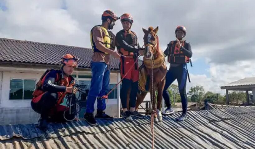 Após resgate, cavalo ilhado no RS está acordado e se recuperando bem