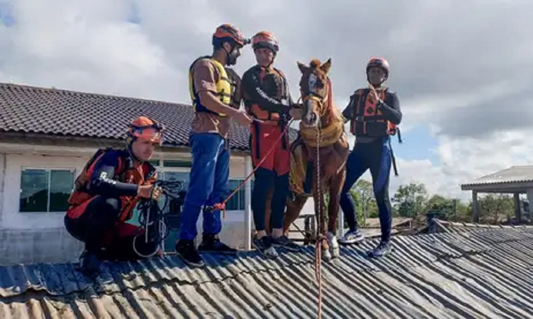 Após resgate, cavalo ilhado no RS está acordado e se recuperando bem