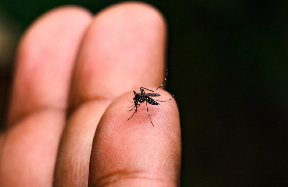 São José confirma mais uma morte por dengue; Vale chega a 198 óbitos