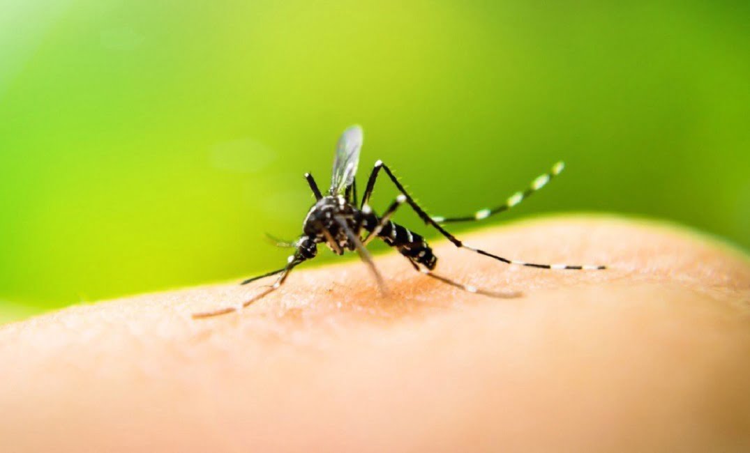 Vale soma 158 mortes por dengue; Cachoeira Paulista tem segundo registro