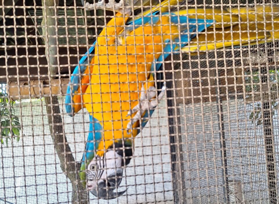 Homem é preso por manter aves silvestres em cativeiro e galos para rinha em Guaratinguetá