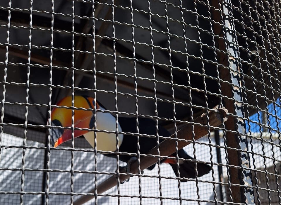 Homem é preso por manter aves silvestres em cativeiro e galos para rinha em Guaratinguetá