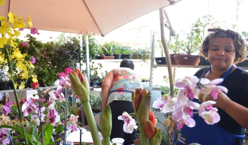 duas mulheres cuidam de plantas exóticas para venda. . Desenrola para MEI e micro e pequenas empresas começa nesta segunda (13)
