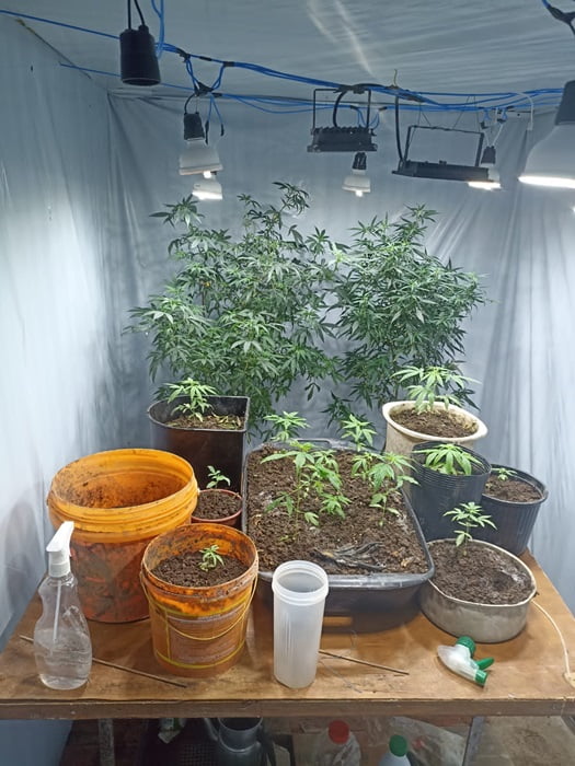 Três suspeitos são presos por cultivar maconha em Caraguatatuba