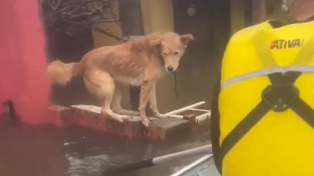 Comitiva da Defesa Civil de Taubaté resgata cachorro ilhado em Canoas, no RS