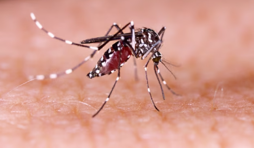Caraguatatuba confirma primeira morte por dengue em 2025