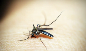 São Sebastião: Prefeitura confirma 1º morte por dengue este ano