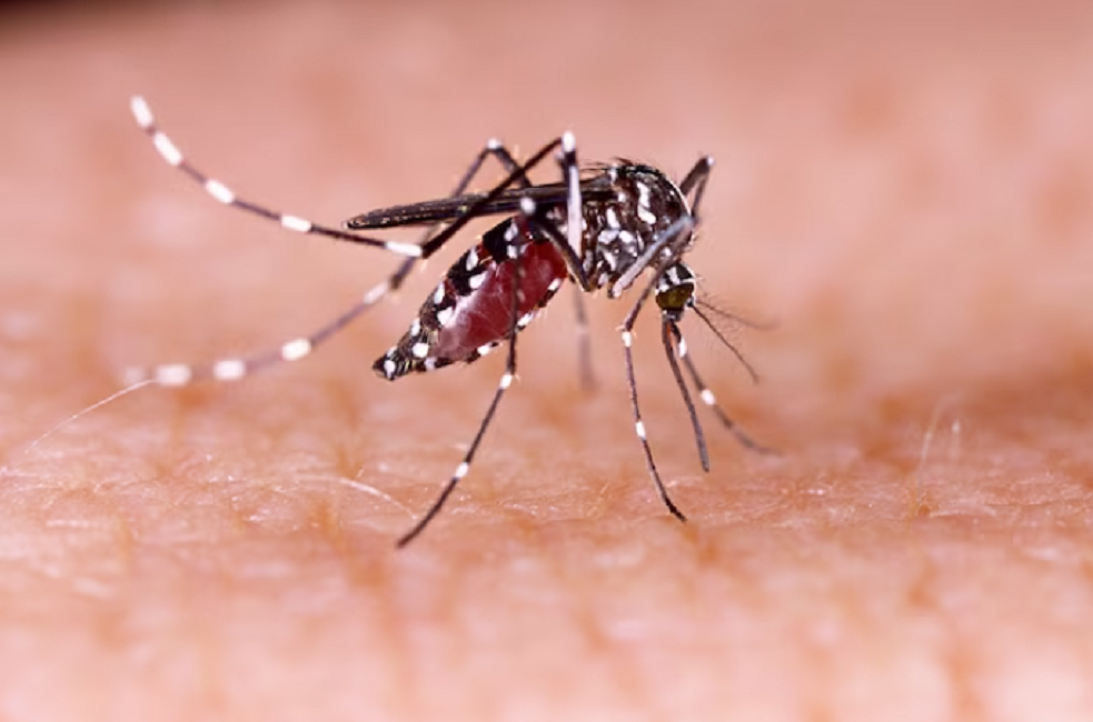 Vale do Paraíba tem 140 óbitos por dengue somente em 2024