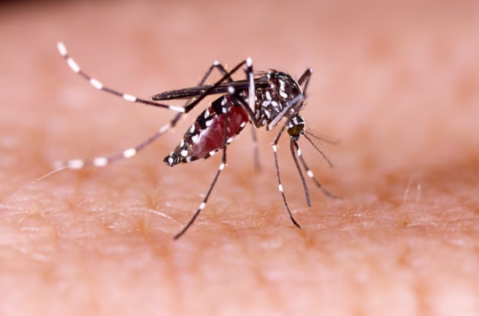 Caraguatatuba confirma primeira morte por dengue em 2025