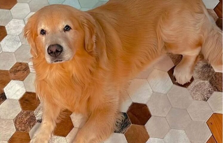 Câmara aprova projeto que obriga aéreas a rastrear transporte de pets