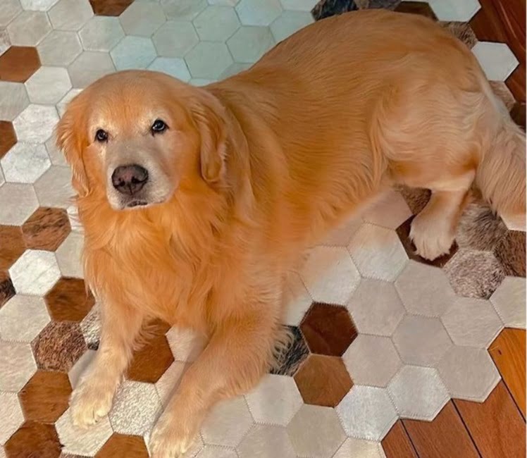 Câmara aprova projeto que obriga aéreas a rastrear transporte de pets