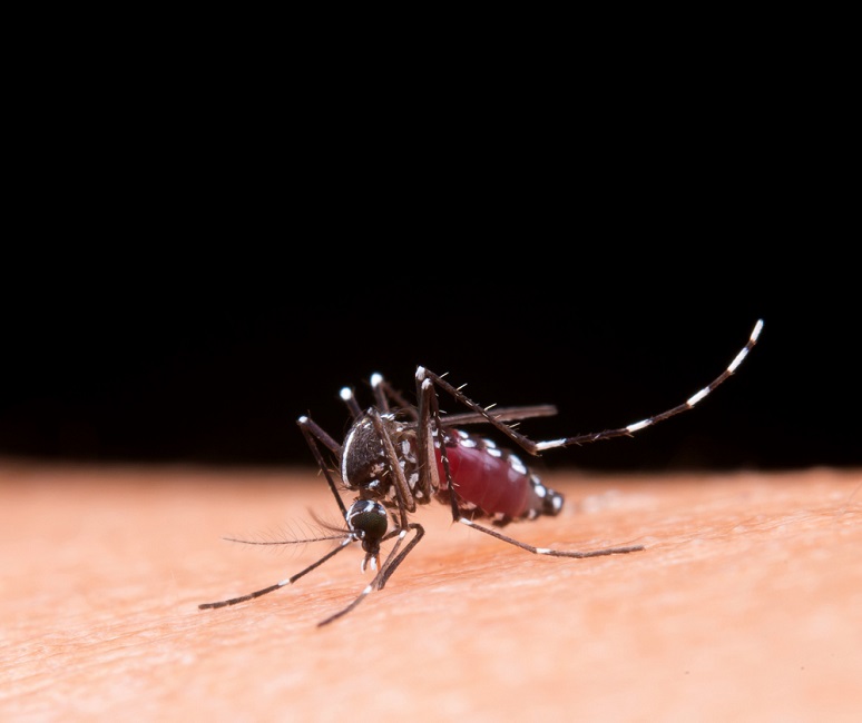 Vale chega a 144 mortes por dengue em 2024; Caraguá confirma primeiro óbito