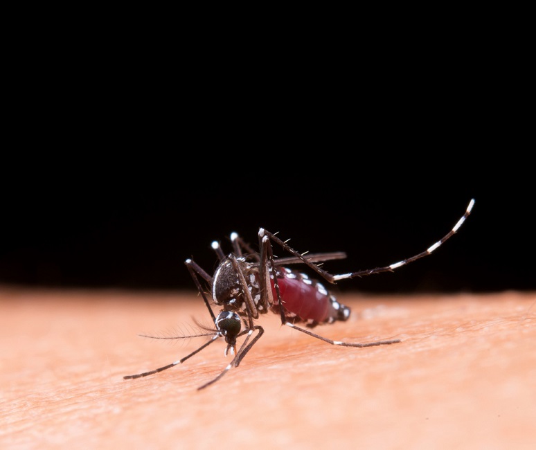 Caraguatatuba confirma primeira morte por dengue em 2025